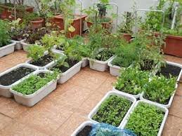 terrace gardening in kanpur
