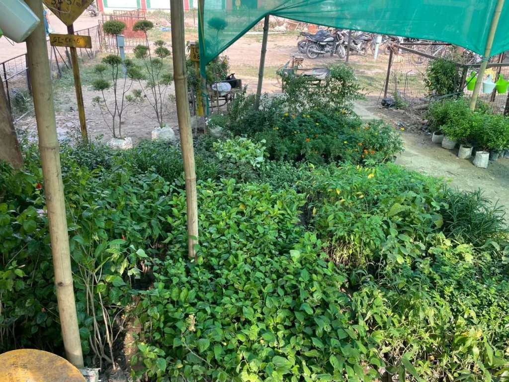 terrace garden services kanpur